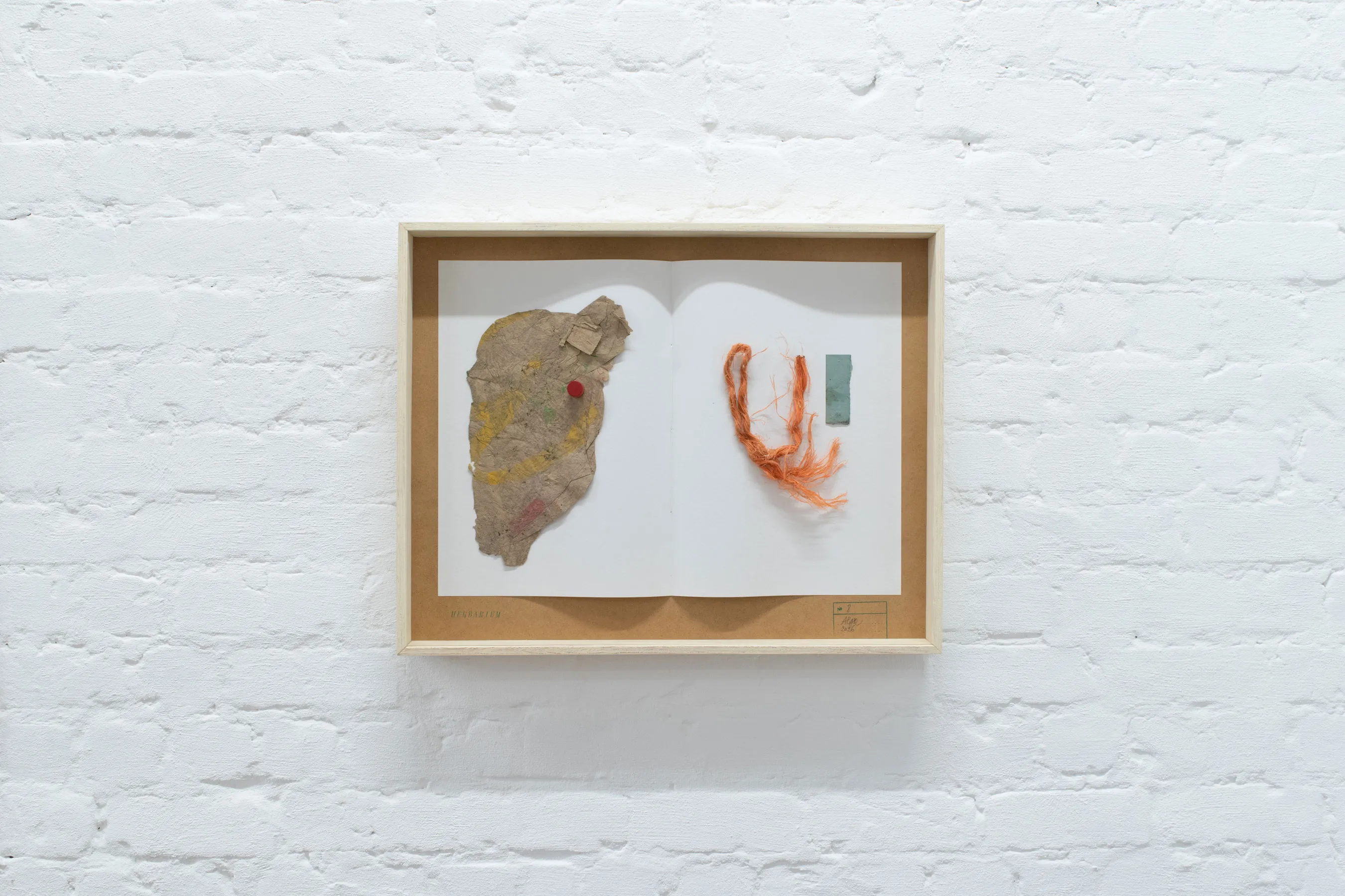 herbarium:algæ — installation view 6