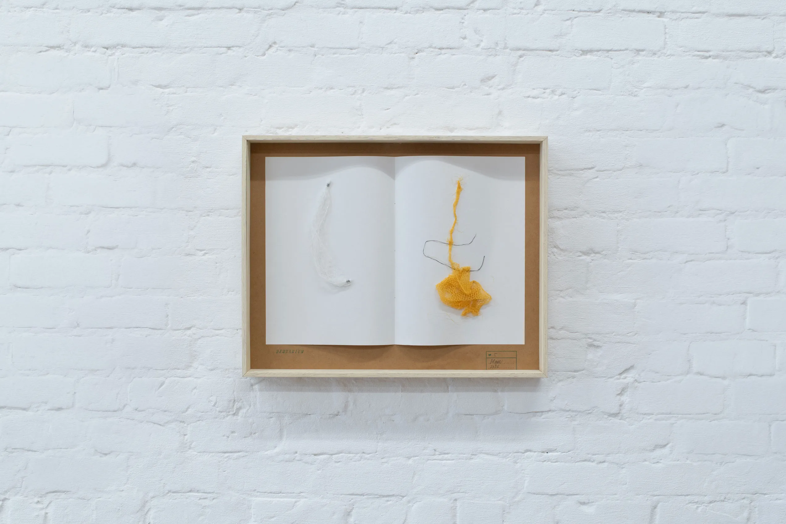 herbarium:algæ — installation view 8